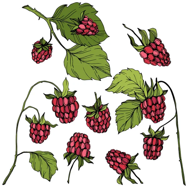 Vektor Raspberry makanan sehat terisolasi. Seni tinta berwarna merah dan hijau. Unsur ilustrasi buah yang terisolasi . - Stok Vektor