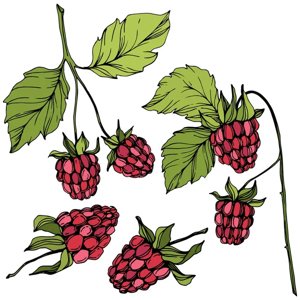 Vektor Himbeere gesunde Ernährung isoliert. rote und grüne Gravurtintenkunst. isolierte Beeren Illustrationselement. — Stockvektor