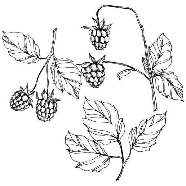 Векторная малина здоровой пищи изолированы. Черно-белый рисунок чернил. Изолированный элемент иллюстрации ягод
.