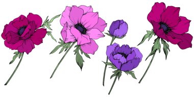 Vektör Anemone çiçek botanik çiçekler. Siyah ve beyaz oyulmuş mürekkep sanatı. İzole anemon illüstrasyon elemanı.