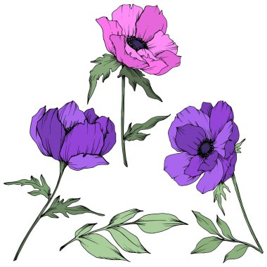 Vektör Anemone çiçek botanik çiçekler. Siyah ve beyaz oyulmuş mürekkep sanatı. İzole anemon illüstrasyon elemanı.