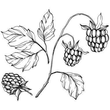 Vektör Ahududu sağlıklı gıda izole. Siyah ve beyaz oyulmuş mürekkep sanatı. İzole çilek illüstrasyon elemanı.