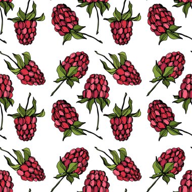 Vektör Ahududu sağlıklı gıda izole. Kırmızı ve yeşil kazınmış mürekkep sanatı. Kesintisiz arka plan deseni.