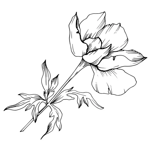 Vektor-Anemone Blumen botanischen Blumen. Schwarz-weiß gestochene Tuschekunst. Isoliertes Anemonenillustrationselement. — Stockvektor