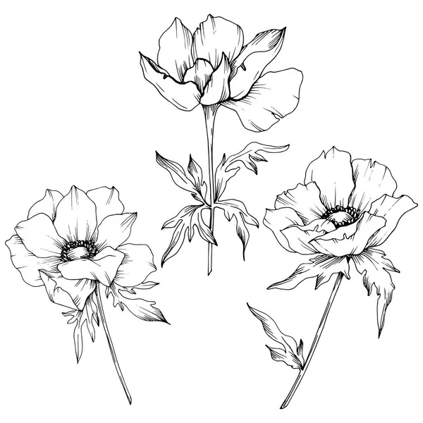 Vector Anemone flores botánicas florales. Tinta grabada en blanco y negro. Elemento de ilustración de anémona aislada . — Vector de stock