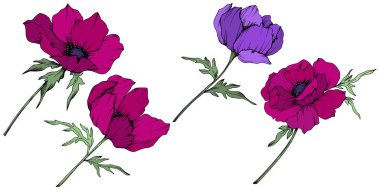 Vektör Anemone çiçek botanik çiçekler. Siyah ve beyaz oyulmuş mürekkep sanatı. İzole anemon illüstrasyon elemanı.