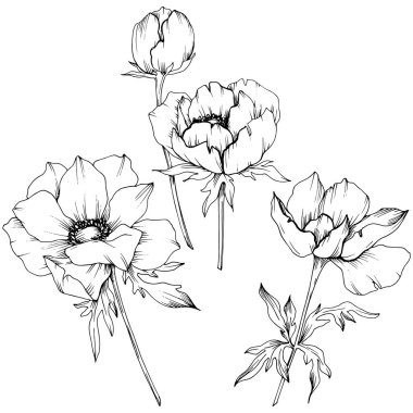 Vektör Anemone çiçek botanik çiçekler. Siyah ve beyaz oyulmuş mürekkep sanatı. İzole anemon illüstrasyon elemanı.
