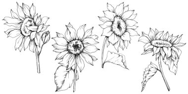 Vektör Ayçiçeği çiçek botanik çiçekler. Siyah ve beyaz oyulmuş mürekkep sanatı. İzole ayçiçeği illüstrasyon elemanı.