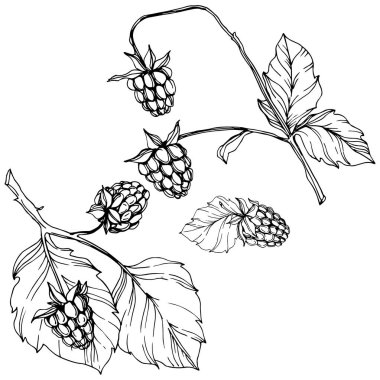 Vektör Ahududu sağlıklı gıda izole. Siyah ve beyaz oyulmuş mürekkep sanatı. İzole çilek illüstrasyon elemanı.