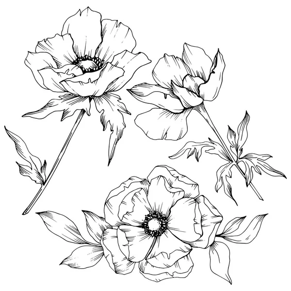 Vector Anemone Floral botanische bloemen. Zwart-wit gegraveerd Ink Art. Geïsoleerde Anemone illustratie element. — Stockvector