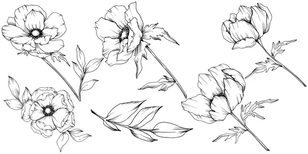 Vector Anemone flores botánicas florales. Tinta grabada en blanco y negro. Elemento de ilustración de anémona aislada . — Archivo Imágenes Vectoriales