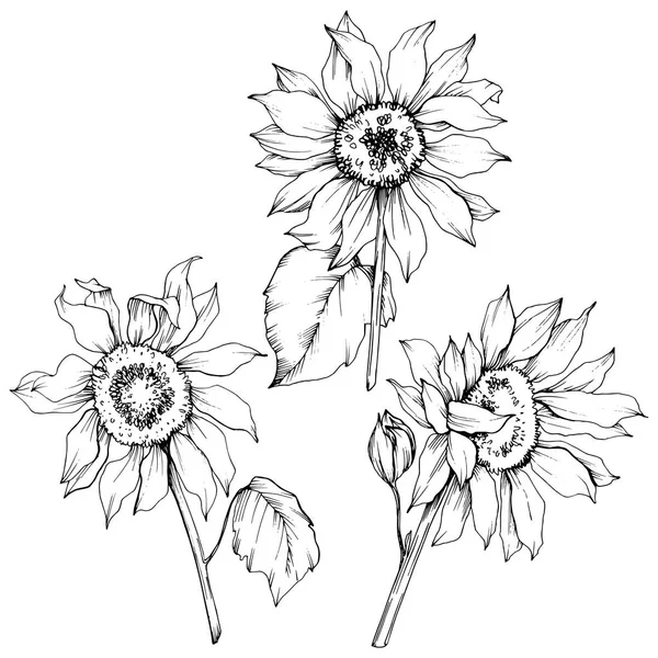 Vector Girasol flores botánicas florales. Tinta grabada en blanco y negro. Elemento de ilustración de girasol aislado . — Archivo Imágenes Vectoriales