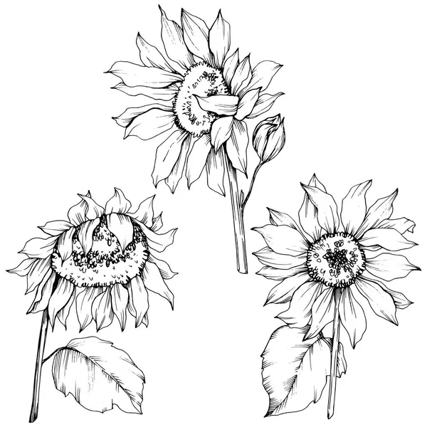 Vetor Girassol flores botânicas florais. Tinta gravada a preto e branco. Elemento de ilustração de girassol isolado . —  Vetores de Stock