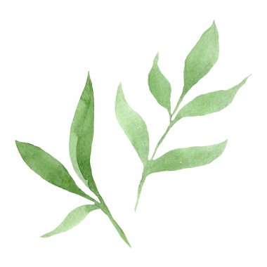 Şakayık yeşil çiçek botanik çiçekler bırakır. Suluboya arka plan seti. İzole şakayık illüstrasyon elemanı.