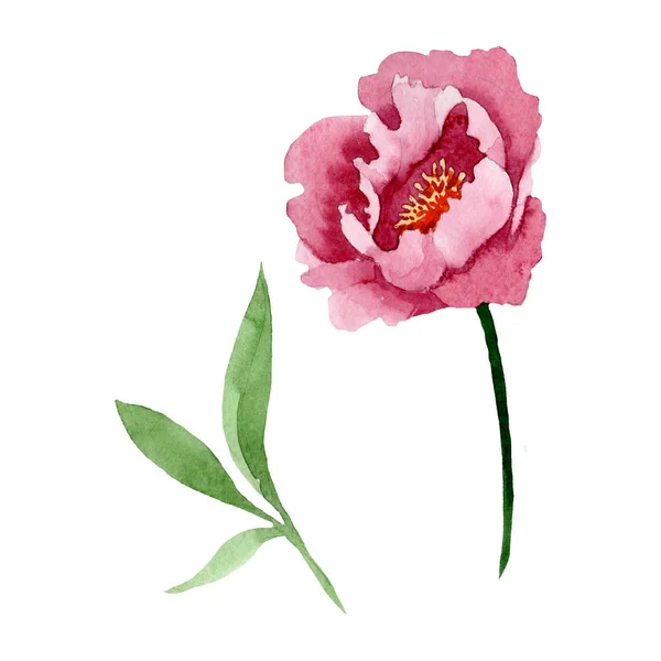 Fleurs botaniques florales pivoine rouge foncé. Ensemble d'illustration de fond aquarelle. Élément d'illustration de pivoine isolé . — Photo