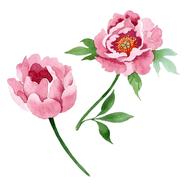 Dark red peony floral botanical flowers. Watercolor background illustration set. Isolated peony illustration element.