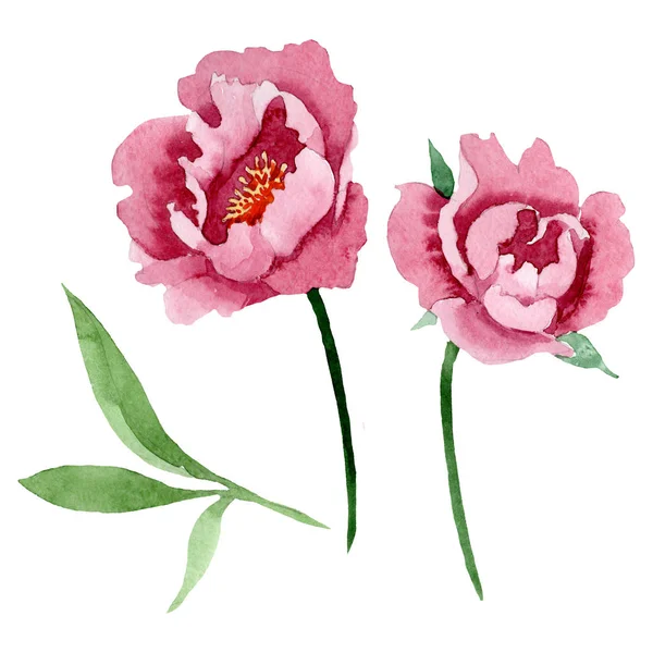 Fleurs botaniques florales pivoine rouge foncé. Ensemble d'illustration de fond aquarelle. Élément d'illustration de pivoine isolé . — Photo