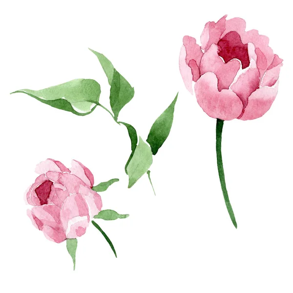 Fleurs botaniques florales pivoine rouge foncé. Ensemble d'illustration de fond aquarelle. Élément d'illustration de pivoine isolé . — Photo