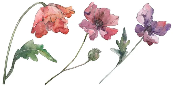 Flores botánicas florales de amapola roja y morada. Conjunto de fondo acuarela. Elemento de ilustración de amapolas aisladas . — Foto de Stock