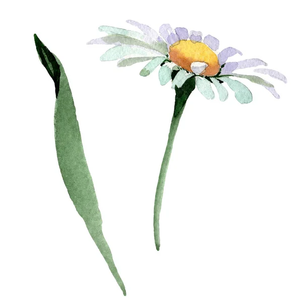 큰 흰색 카모마일 꽃 식물 꽃입니다. 수채화 배경 세트입니다. 고립 된 카모마일 일러스트 요소. — 스톡 사진