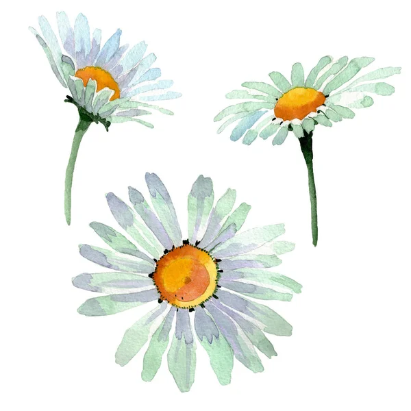 Big white chamomile floral botanical flowers. Watercolor background set. Isolated chamomile illustration element. — Stock Photo, Image