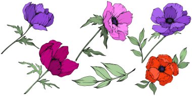 Vektör Anemone çiçek botanik çiçekler. Siyah ve beyaz oyulmuş mürekkep sanatı. İzole anemon illüstrasyon elemanı.