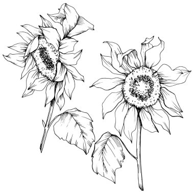 Vektör Ayçiçeği çiçek botanik çiçekler. Siyah ve beyaz oyulmuş mürekkep sanatı. İzole ayçiçeği illüstrasyon elemanı.