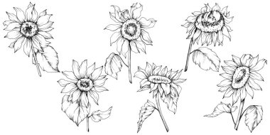 Vektör Ayçiçeği çiçek botanik çiçekler. Siyah ve beyaz oyulmuş mürekkep sanatı. İzole ayçiçeği illüstrasyon elemanı.