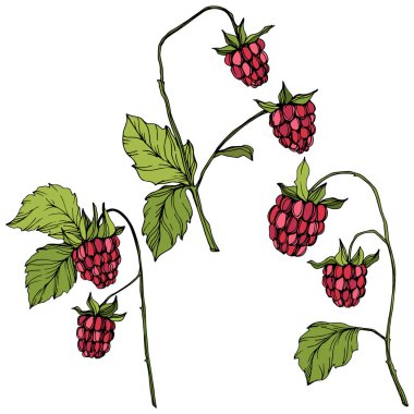 Vektör Ahududu sağlıklı gıda izole. Kırmızı ve yeşil kazınmış mürekkep sanatı. İzole çilek illüstrasyon elemanı.