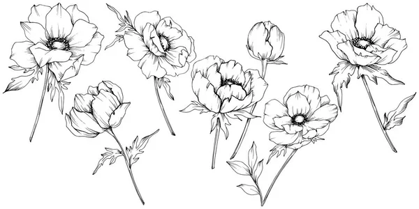 Vector Anemone flores botánicas florales. Tinta grabada en blanco y negro. Elemento de ilustración de anémona aislada . — Vector de stock