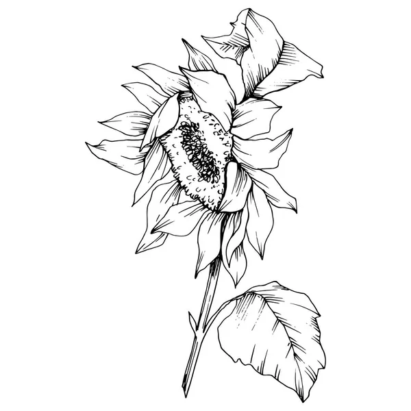 Vector Sunflower floral botanical flowers. Black and white engraved ink art. Isolated sunflower illustration element. — Stock Vector