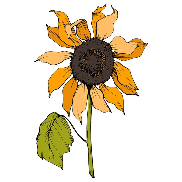 Vector Sunflower floral botanical flower. Yellow and green engraved ink art. Isolated sunflower illustration element.