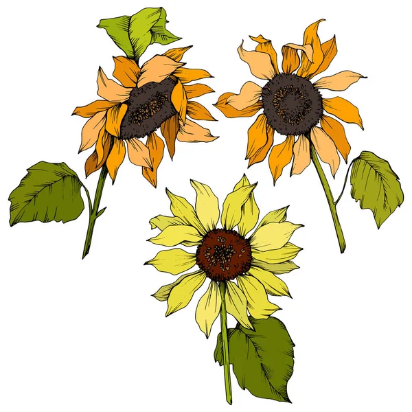 Vector Sunflower floral botanical flowers. Yellow and green engraved ink art. Isolated sunflower illustration element.