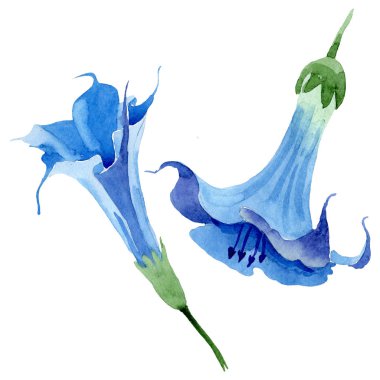 Mavi brugmansia çiçek botanik çiçekleri. Suluboya arka plan seti. İzole brugmansia illüstrasyon elemanı.