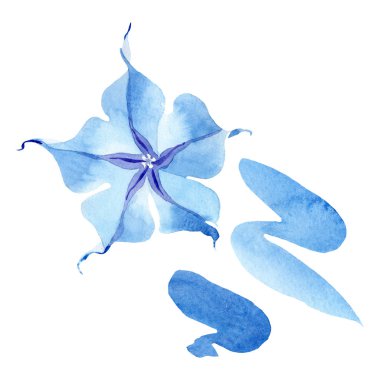 Mavi brugmansia çiçek botanik çiçekleri. Suluboya arka plan seti. İzole brugmansia illüstrasyon elemanı.