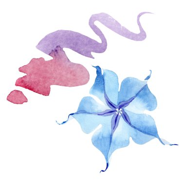 Mavi brugmansia çiçek botanik çiçekleri. Suluboya arka plan seti. İzole brugmansia illüstrasyon elemanı.