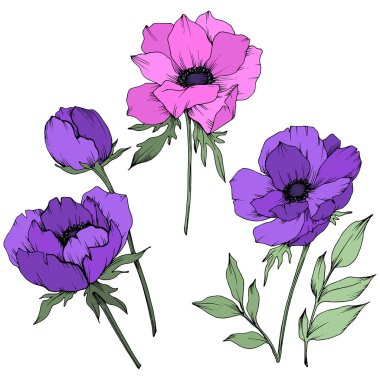 Vektör Anemone çiçek botanik çiçekler. Siyah ve beyaz oyulmuş mürekkep sanatı. İzole anemon illüstrasyon elemanı.