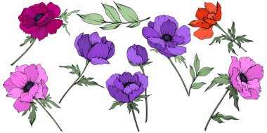 Vektör Anemone çiçek botanik çiçekler. Siyah ve beyaz oyulmuş mürekkep sanatı. İzole anemon illüstrasyon elemanı.