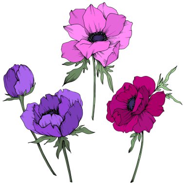 Vektör Anemone çiçek botanik çiçekler. Siyah ve beyaz oyulmuş mürekkep sanatı. İzole anemon illüstrasyon elemanı.