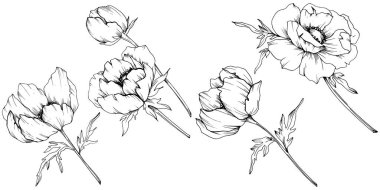 Vektör Anemone çiçek botanik çiçekler. Siyah ve beyaz oyulmuş mürekkep sanatı. İzole anemon illüstrasyon elemanı.