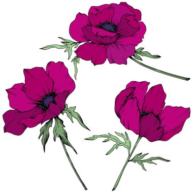 Vektör Marsala Anemone botanik çiçekler. Siyah ve beyaz oyulmuş mürekkep sanatı. İzole anemon illüstrasyon elemanı.