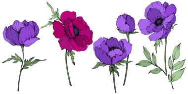 Vektör Anemone çiçek botanik çiçekler. Siyah ve beyaz oyulmuş mürekkep sanatı. İzole anemon illüstrasyon elemanı.