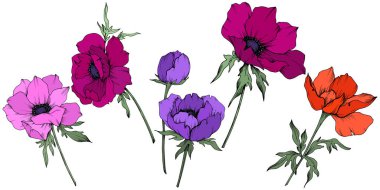 Vektör Anemone çiçek botanik çiçekler. Siyah ve beyaz oyulmuş mürekkep sanatı. İzole anemon illüstrasyon elemanı.