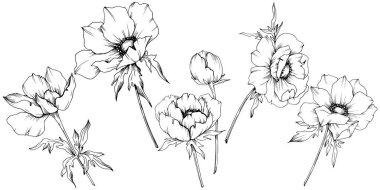 Vektör Anemone çiçek botanik çiçekler. Siyah ve beyaz oyulmuş mürekkep sanatı. İzole anemon illüstrasyon elemanı.