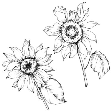 Vektör Ayçiçeği çiçek botanik çiçekler. Siyah ve beyaz oyulmuş mürekkep sanatı. İzole ayçiçeği illüstrasyon elemanı.