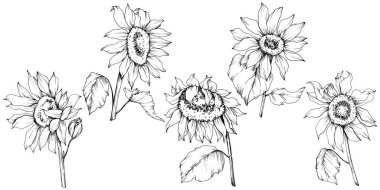 Vektör Ayçiçeği çiçek botanik çiçekler. Siyah ve beyaz oyulmuş mürekkep sanatı. İzole ayçiçeği illüstrasyon elemanı.