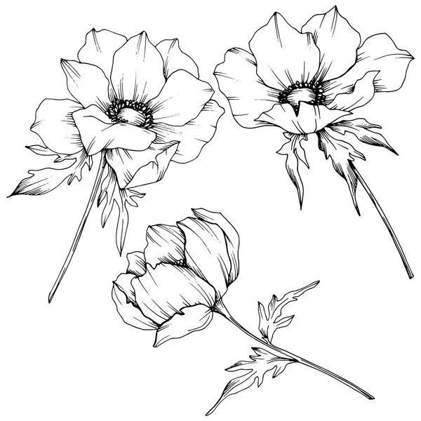 Vector Anemone flores botánicas florales. Tinta grabada en blanco y negro. Elemento de ilustración de anémona aislada . — Vector de stock