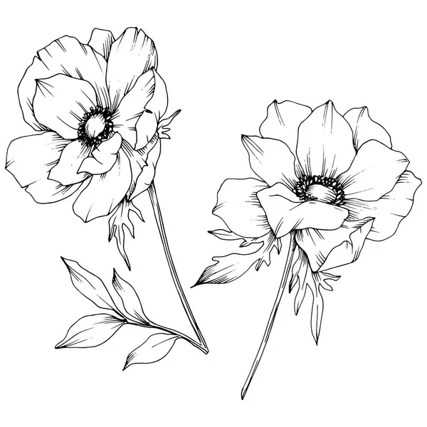 Vector Anemone flores botánicas florales. Tinta grabada en blanco y negro. Elemento de ilustración de anémona aislada . — Vector de stock