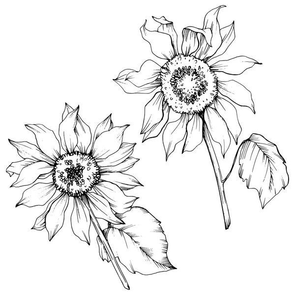 Vecteur Fleurs botaniques florales de tournesol. Encre gravée en noir et blanc. Élément d'illustration de tournesol isolé . — Image vectorielle