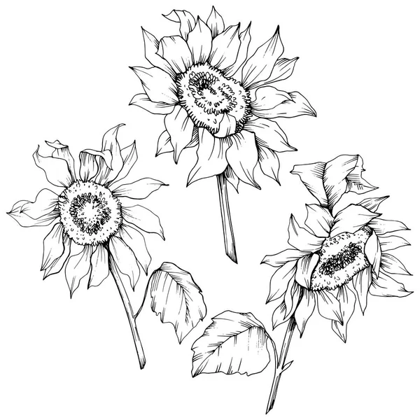 Vektor Sonnenblume Blumen botanischen Blumen. Schwarz-weiß gestochene Tuschekunst. isolierte Sonnenblume Illustration Element. — Stockvektor